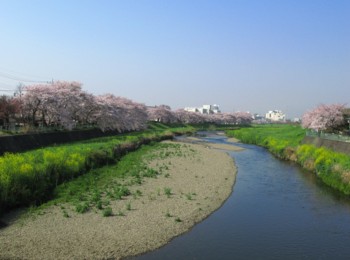 柳瀬川①.jpg