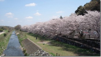 柳瀬川　桜.jpg