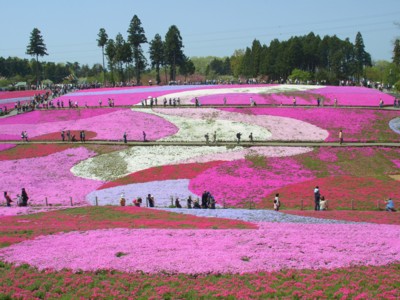 羊山公園の芝桜２.jpg