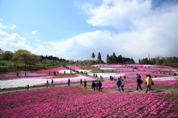 羊山公園の芝桜.jpg