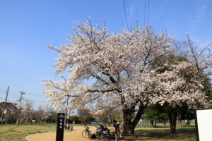 ［東伏見　都立東伏見公園］260405市.jpg