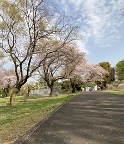 blog-aki koganeipark-resize.jpg