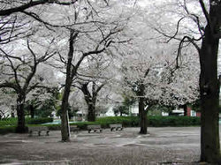 blog-aki seibubunripark.jpg